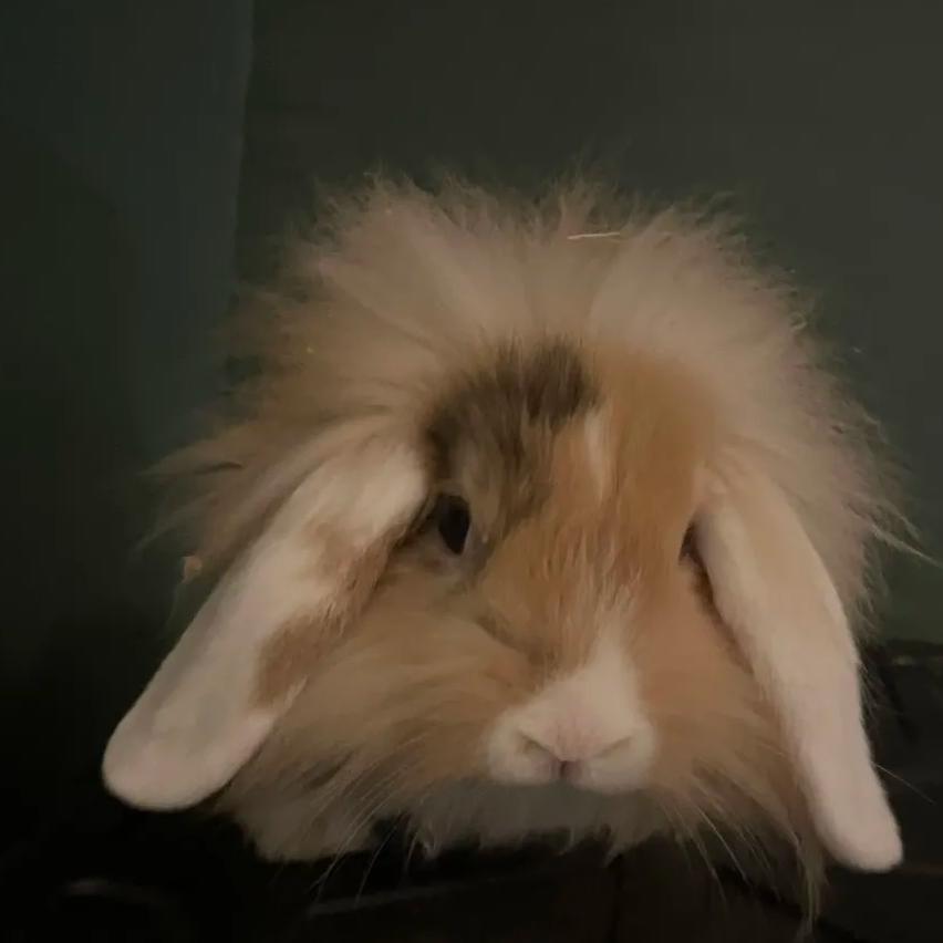 Bagel, Adoptable, Young Male Lionhead.