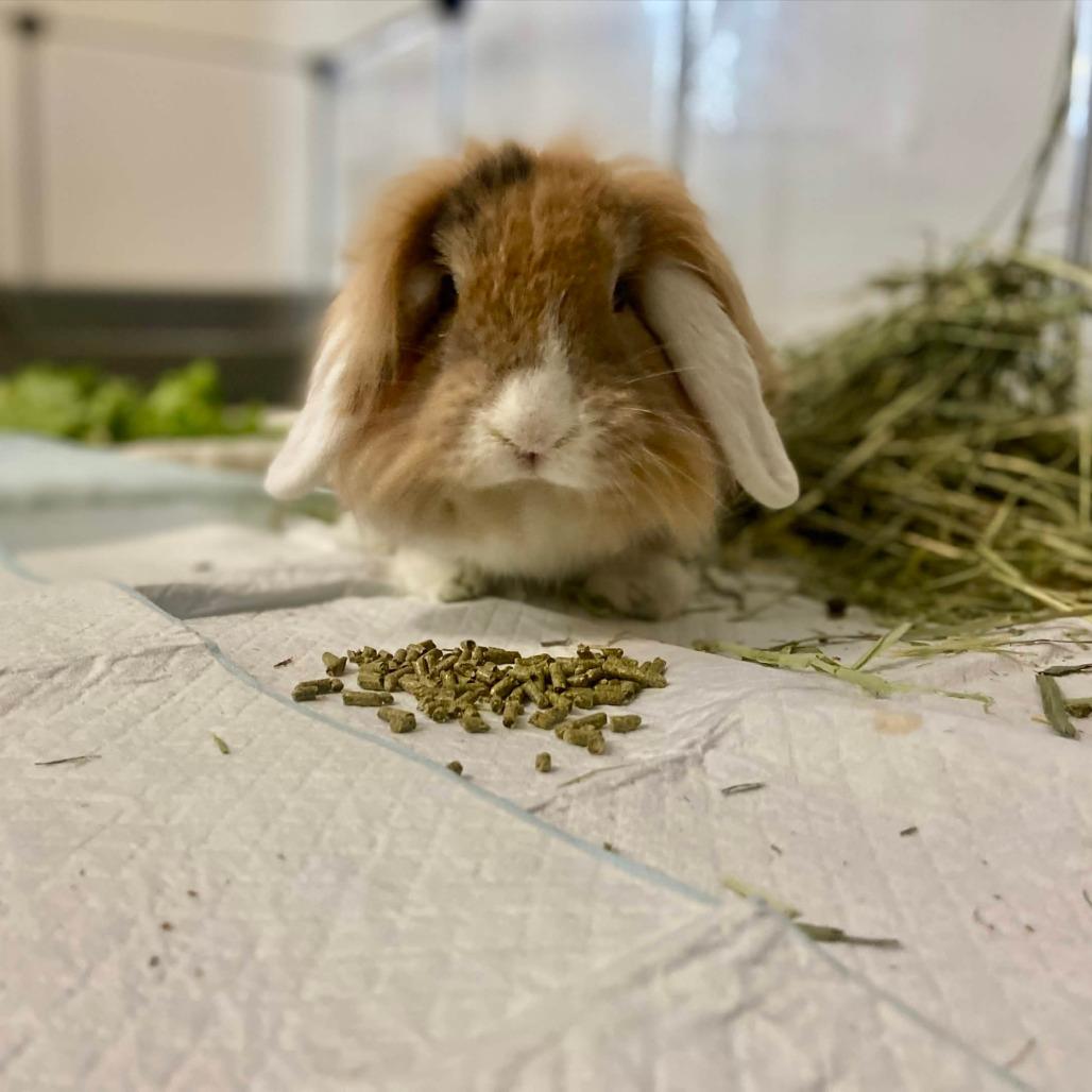 Enlarge Bagel, a Adoptable Lionhead in The Woodlands, TX image 2/2