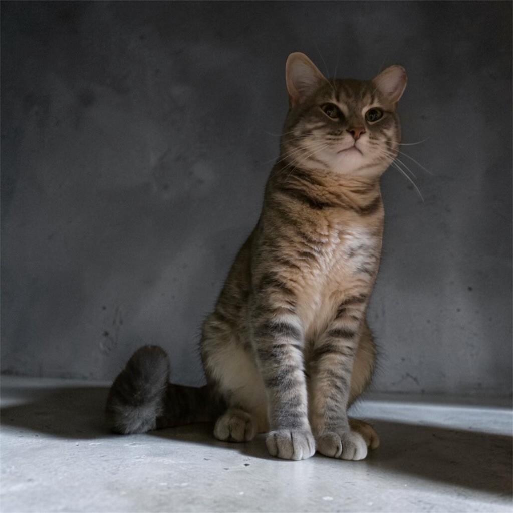 Enlarge Jerry, a ADOPTABLE Domestic Short Hair in Leesburg, VA image 1/3