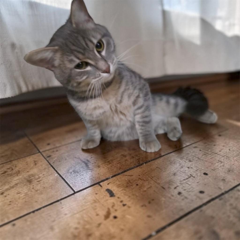 Enlarge Jerry, a ADOPTABLE Domestic Short Hair in Leesburg, VA image 3/3