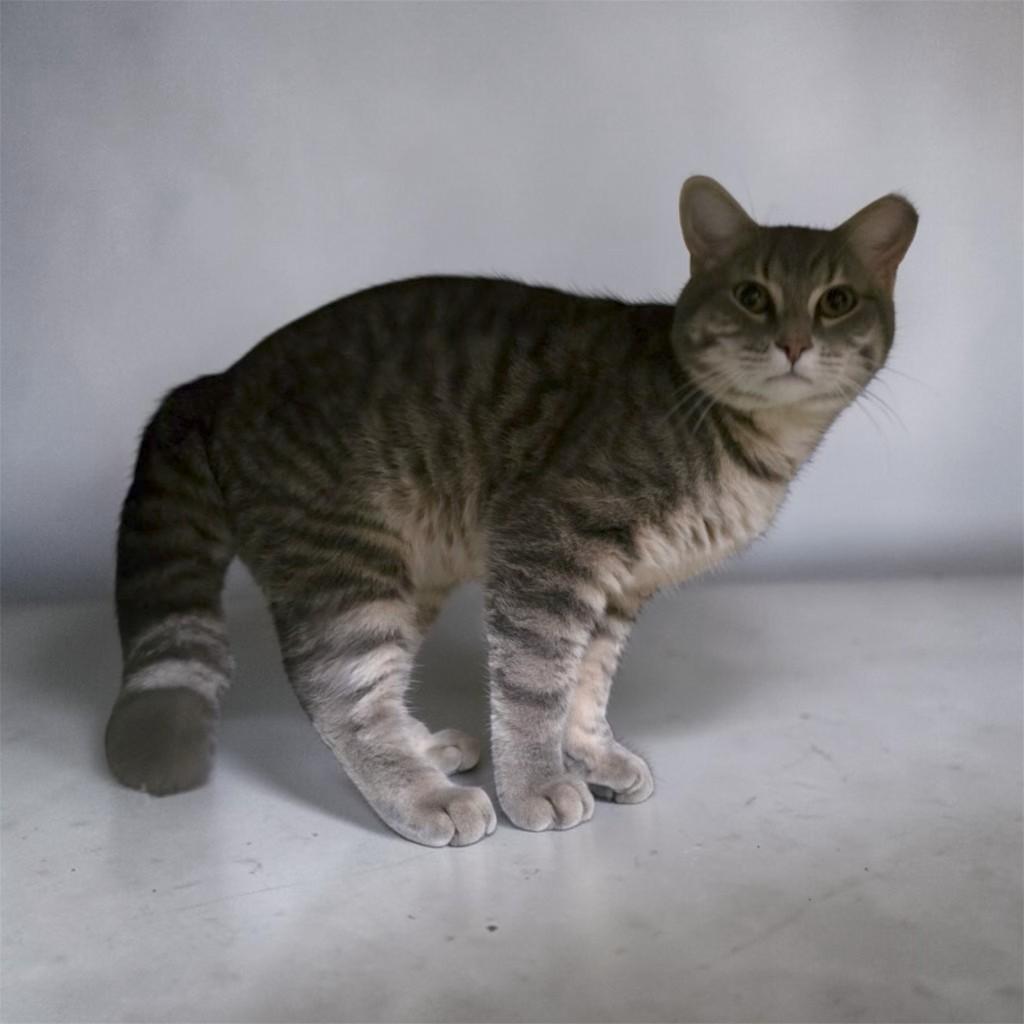 Enlarge Jerry, a ADOPTABLE Domestic Short Hair in Leesburg, VA image 2/3