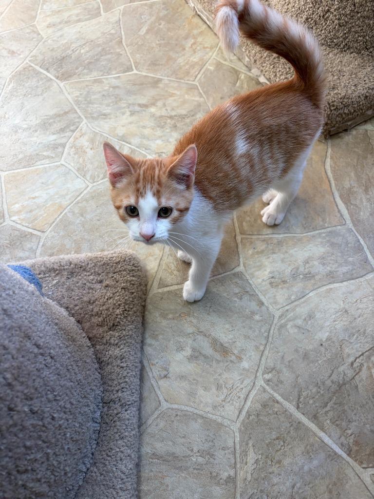 Jax, Adoptable, Kitten Male Domestic Short Hair.