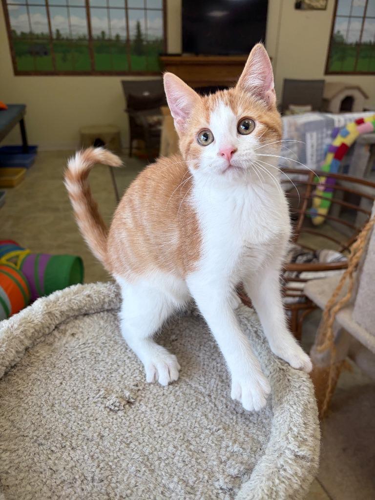 Enlarge Jax, a Adoptable mixed breed in Neillsville, WI image 2/3