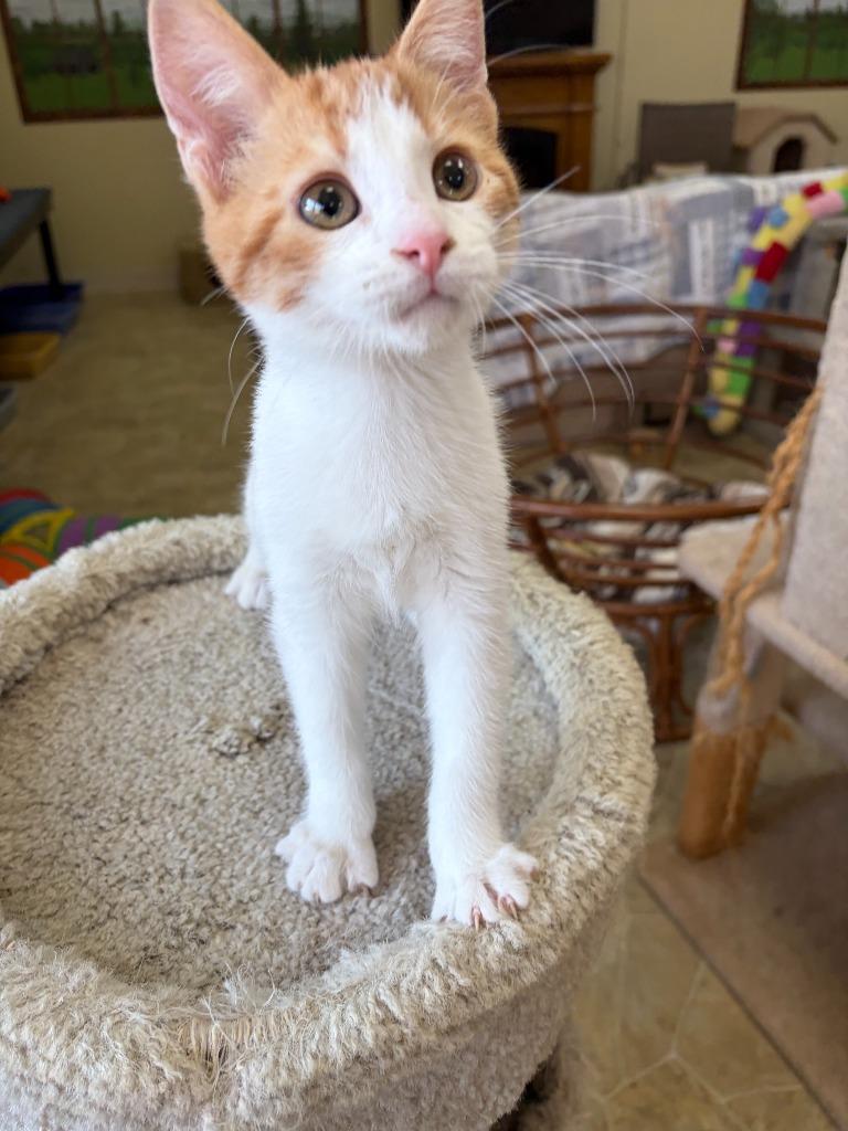 Enlarge Jax, a Adoptable mixed breed in Neillsville, WI image 3/3