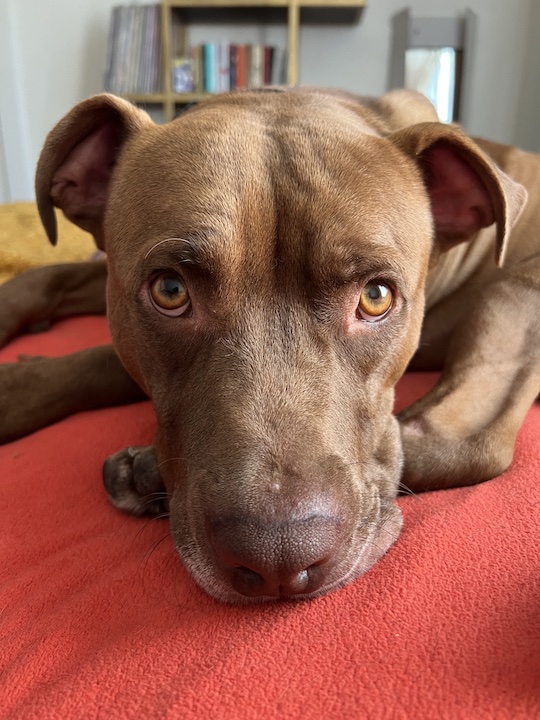 Newt, Adoptable, Young Male Chocolate Labrador Retriever & Pit Bull Terrier.