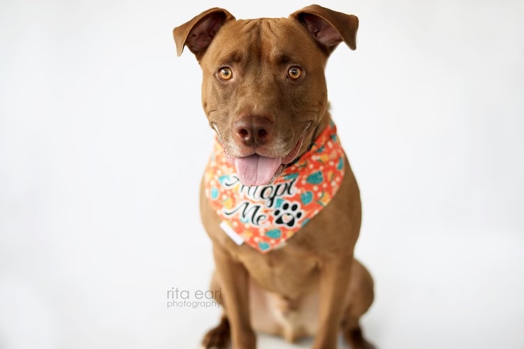 Newt, a Adoptable mixed breed in West Hollywood, CA image 3/6