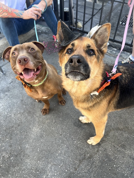 Newt, a Adoptable mixed breed in West Hollywood, CA image 5/6