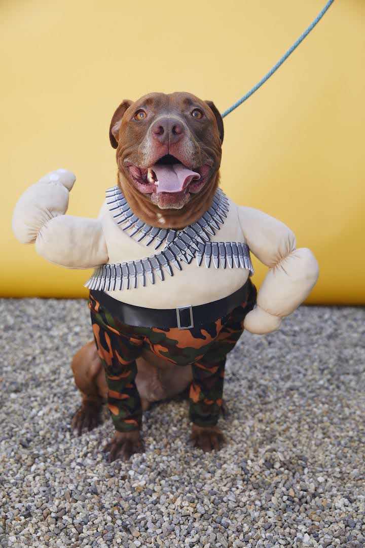 Newt, a Adoptable mixed breed in West Hollywood, CA image 2/6