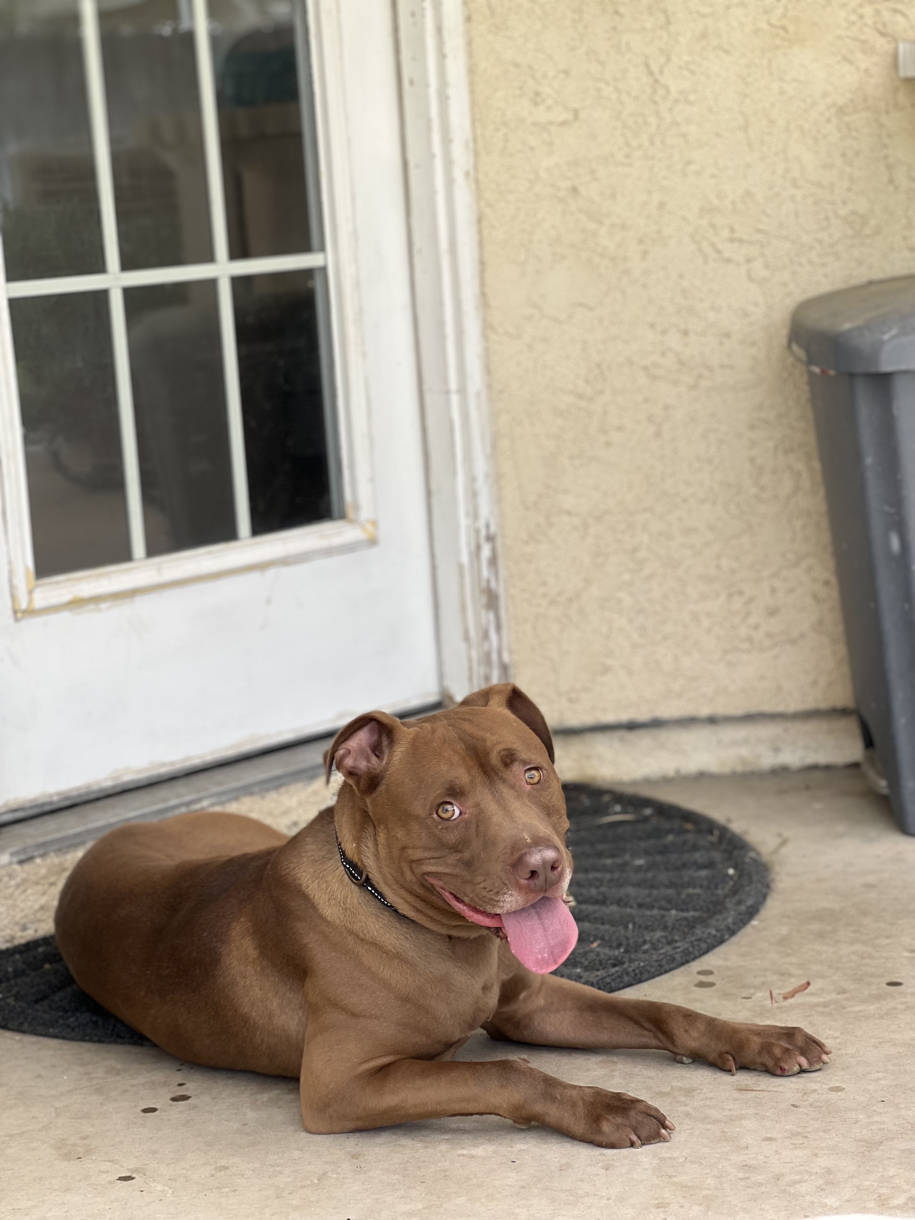 Newt, a Adoptable mixed breed in West Hollywood, CA image 6/6