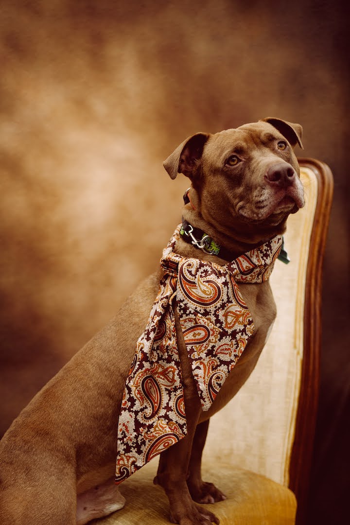 Newt, a Adoptable mixed breed in West Hollywood, CA image 4/6