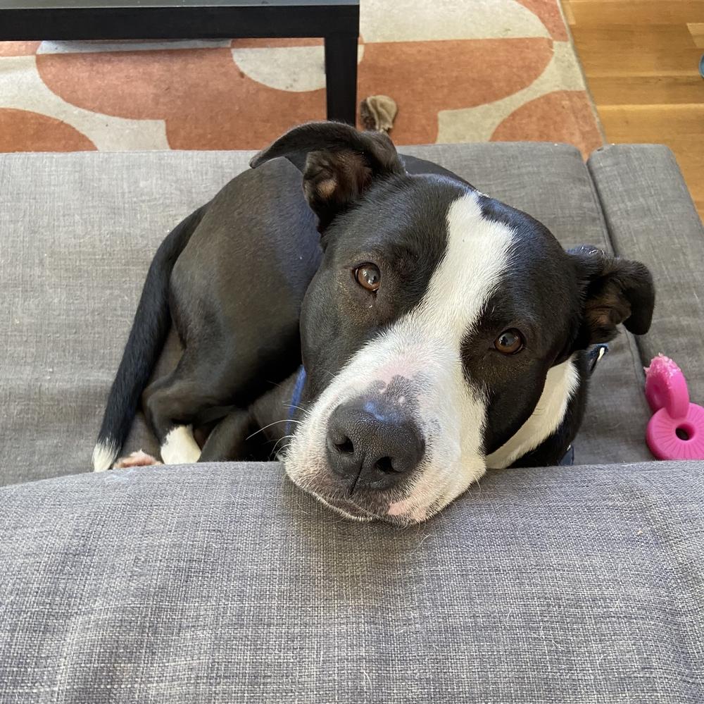 Potato - AVAILABLE, Adoptable, Adult Female Pit Bull Terrier.