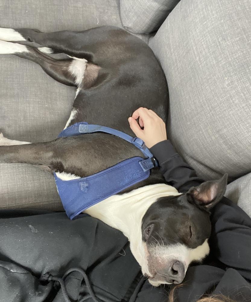 Enlarge Potato - AVAILABLE, a Adoptable Pit Bull Terrier in Seattle, WA image 2/6