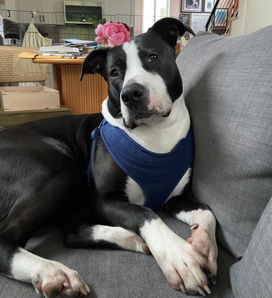 Enlarge Potato - AVAILABLE, a Adoptable Pit Bull Terrier in Seattle, WA image 3/6