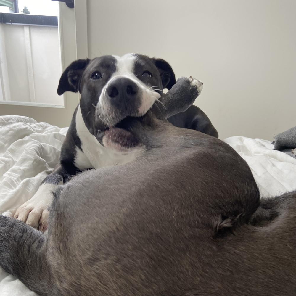 Enlarge Potato - AVAILABLE, a Adoptable Pit Bull Terrier in Seattle, WA image 4/6