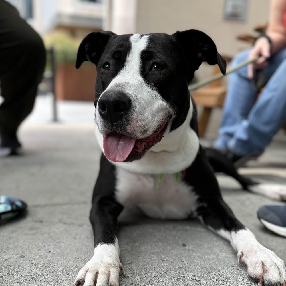 Enlarge Potato - AVAILABLE, a Adoptable Pit Bull Terrier in Seattle, WA image 5/6