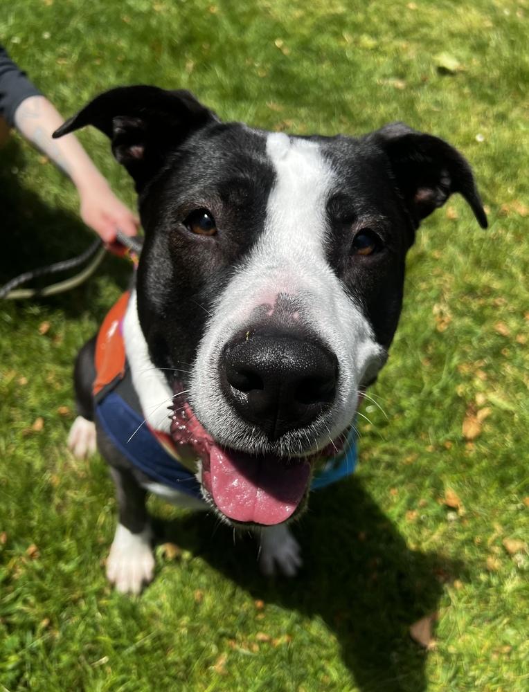 Potato - AVAILABLE, Adoptable, Adult Female Pit Bull Terrier.