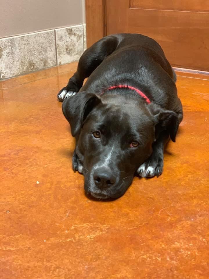 5202 Cooper RIP buddy, a Adoptable mixed breed in Springfield, MO image 1/12