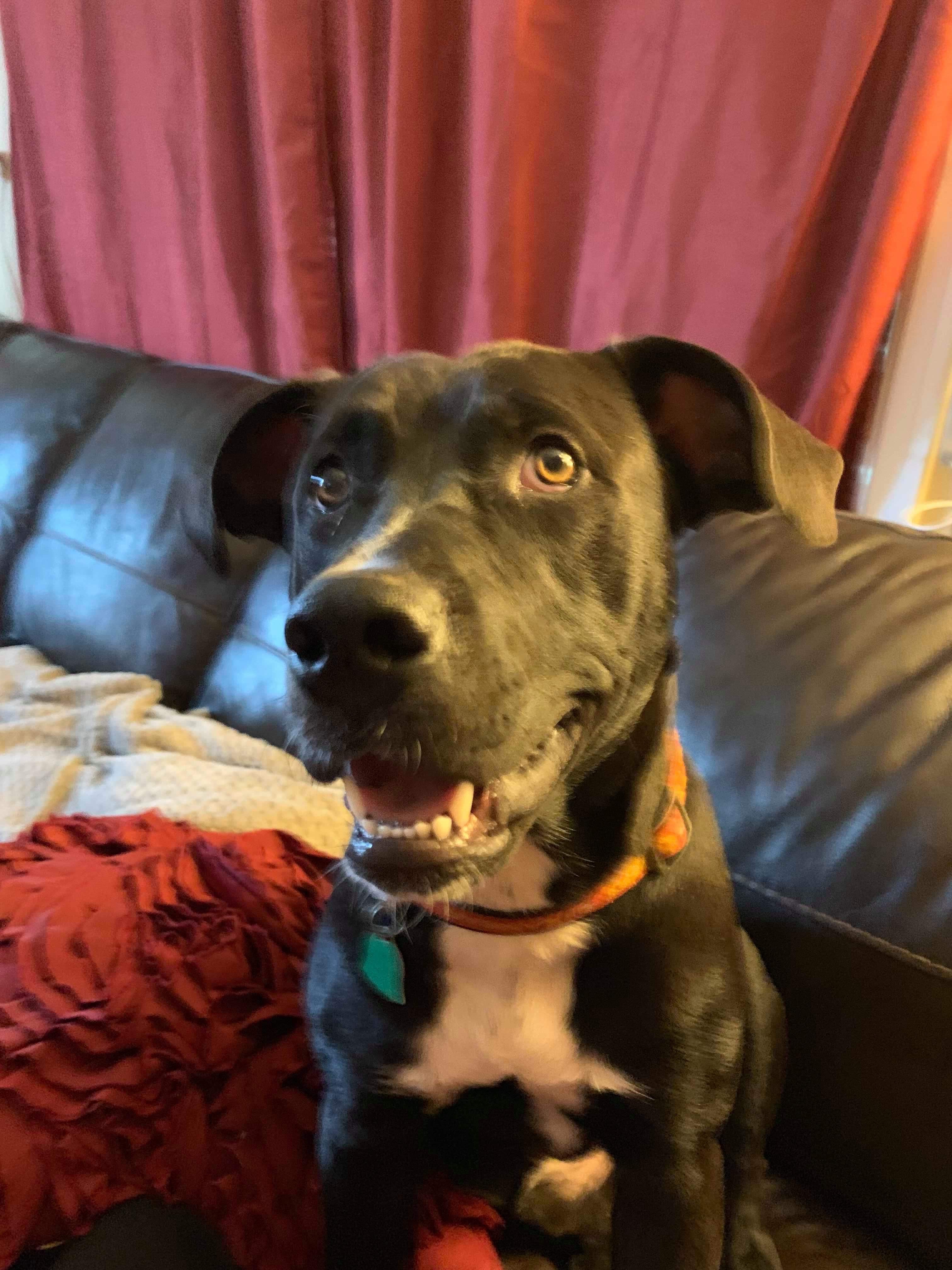 5202 Cooper RIP buddy, a Adoptable mixed breed in Springfield, MO image 2/12