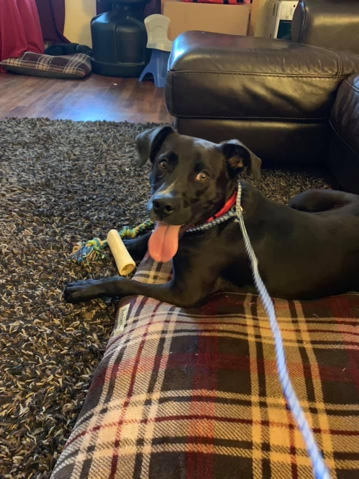 5202 Cooper RIP buddy, a Adoptable mixed breed in Springfield, MO image 3/12