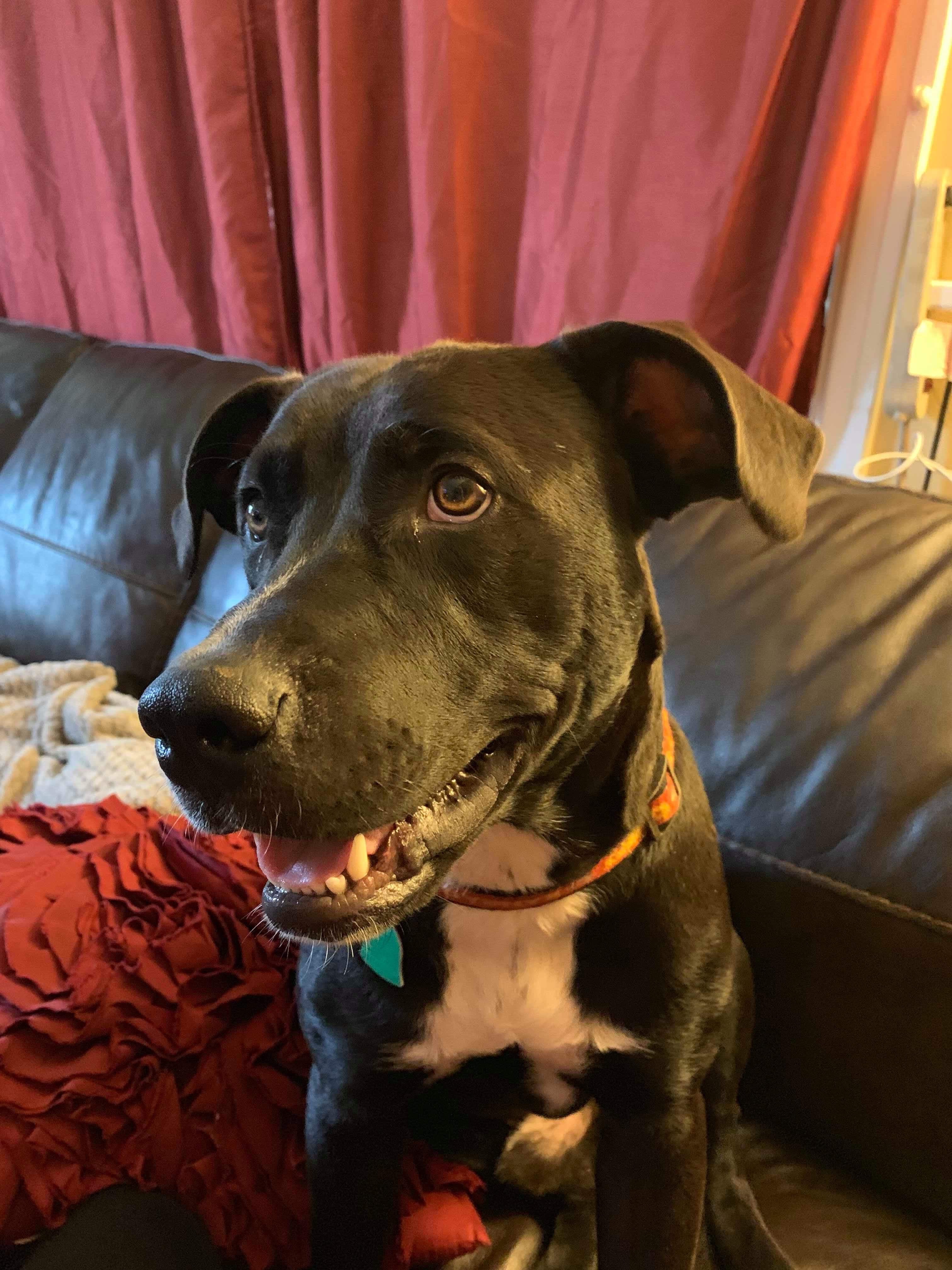 5202 Cooper RIP buddy, a Adoptable mixed breed in Springfield, MO image 4/12