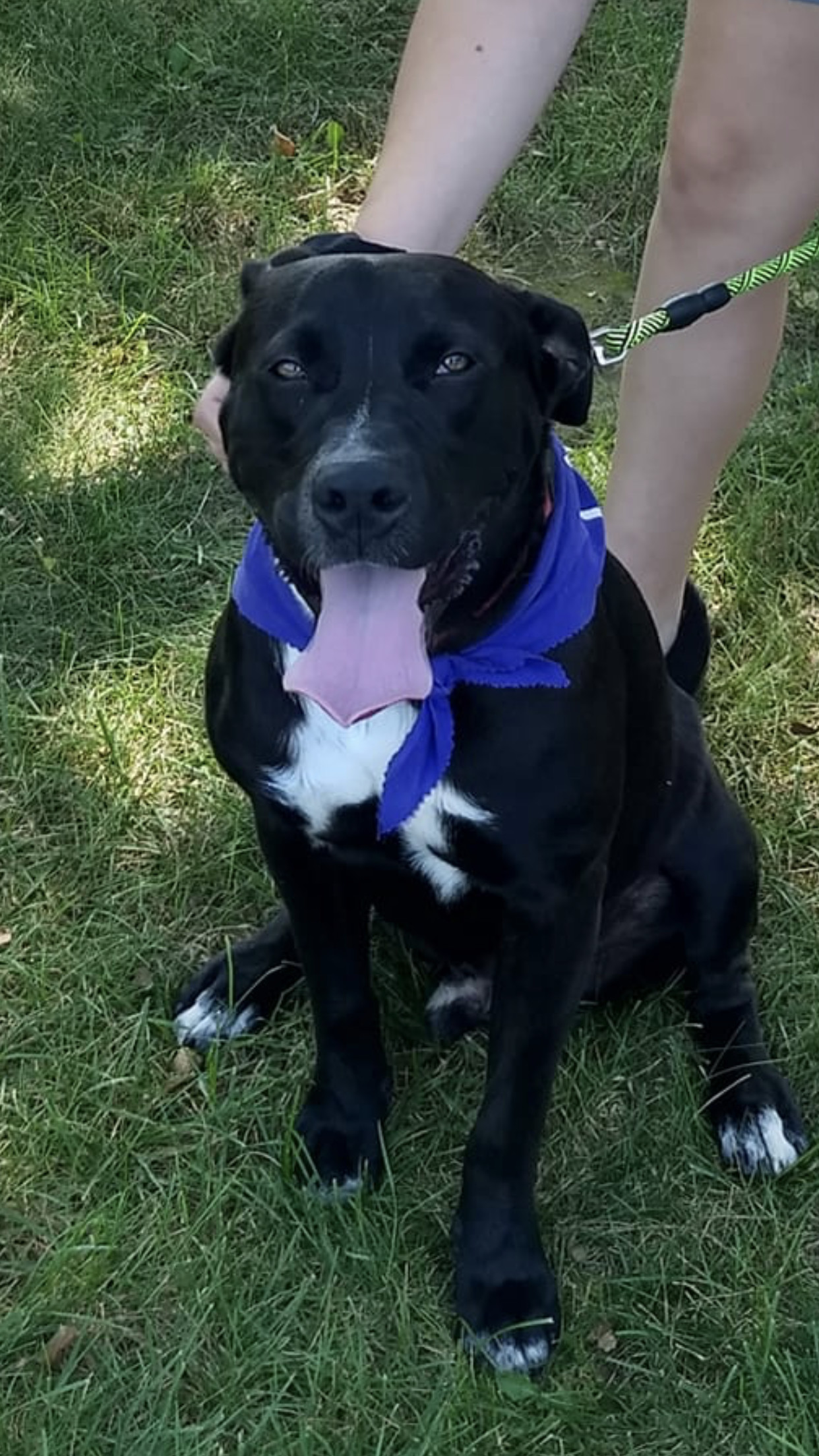 5202 Cooper RIP buddy, a Adoptable mixed breed in Springfield, MO image 5/12