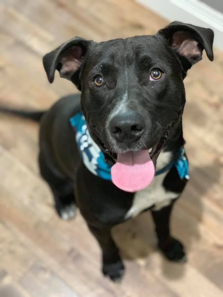 5202 Cooper RIP buddy, a Adoptable mixed breed in Springfield, MO image 6/12