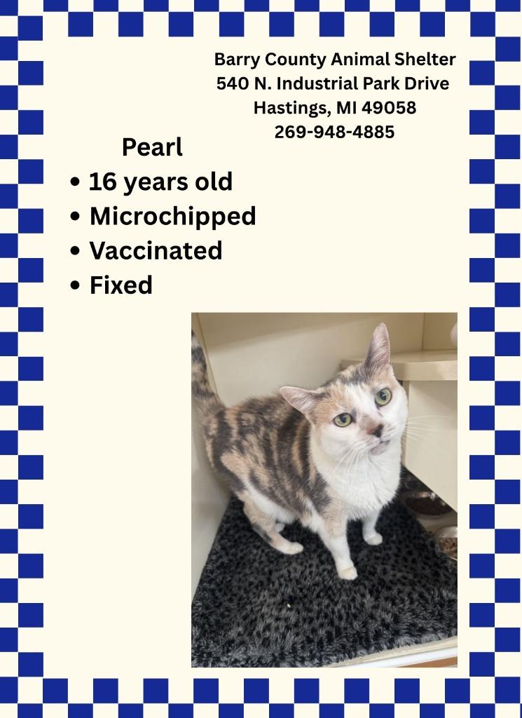 PEARL, Adoptable, Senior Female Domestic Short Hair.