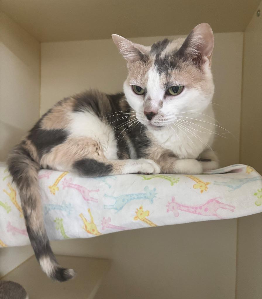 Enlarge PEARL, a Adoptable mixed breed in Hastings, MI image 1/1