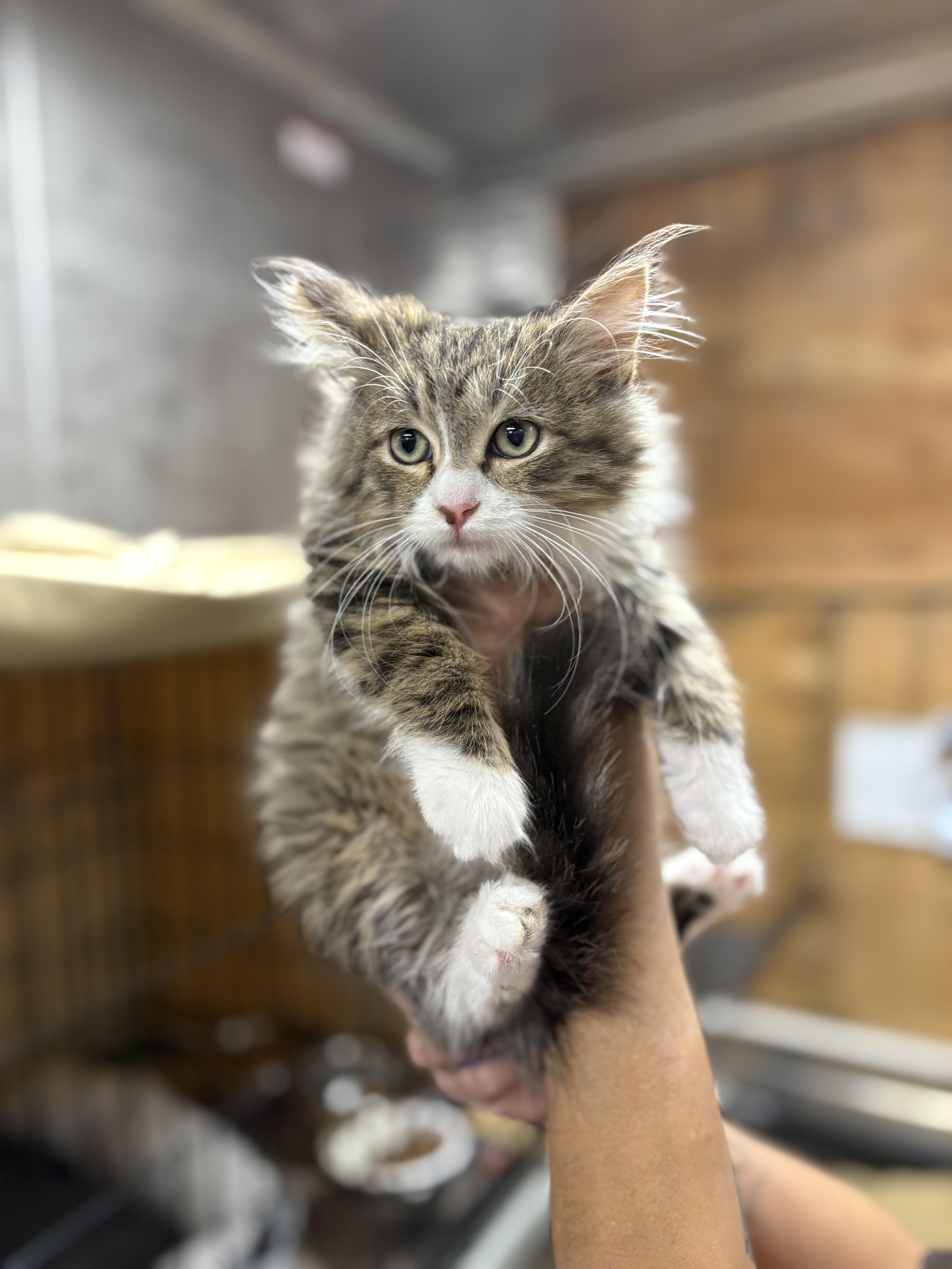 Levy , an adopted Maine Coon in Mira Loma, CA image 3/3