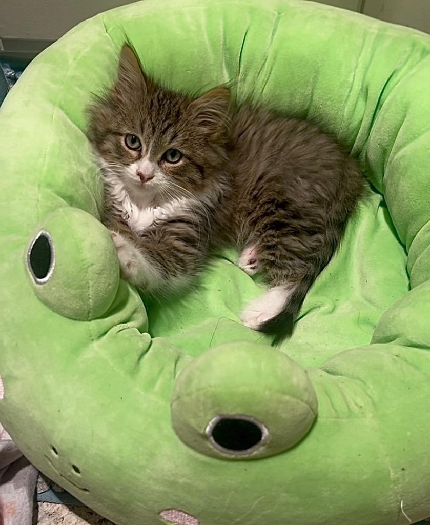 Levy , adopted, Kitten Male Maine Coon.