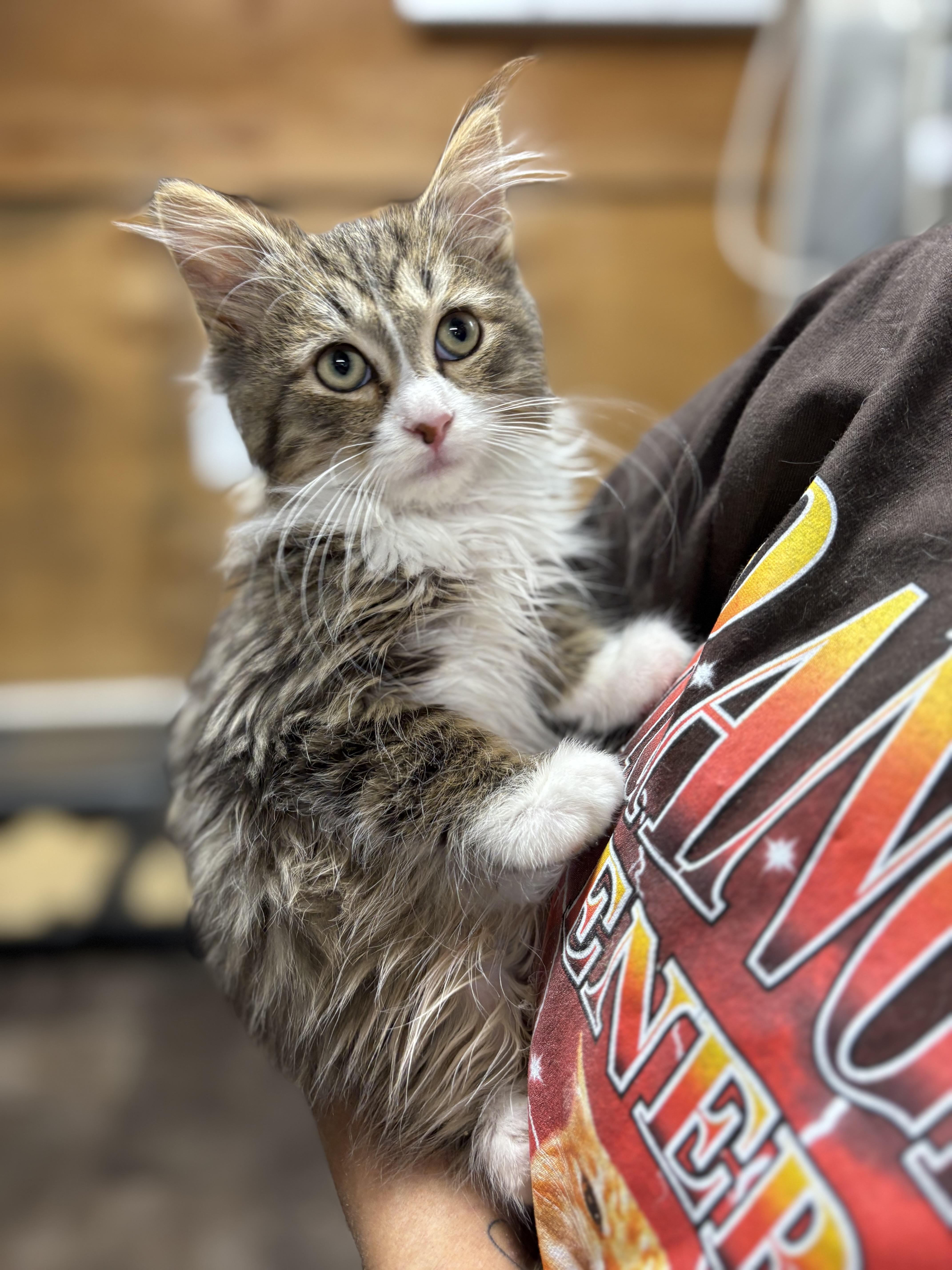 Levy , an adopted Maine Coon in Mira Loma, CA image 2/3