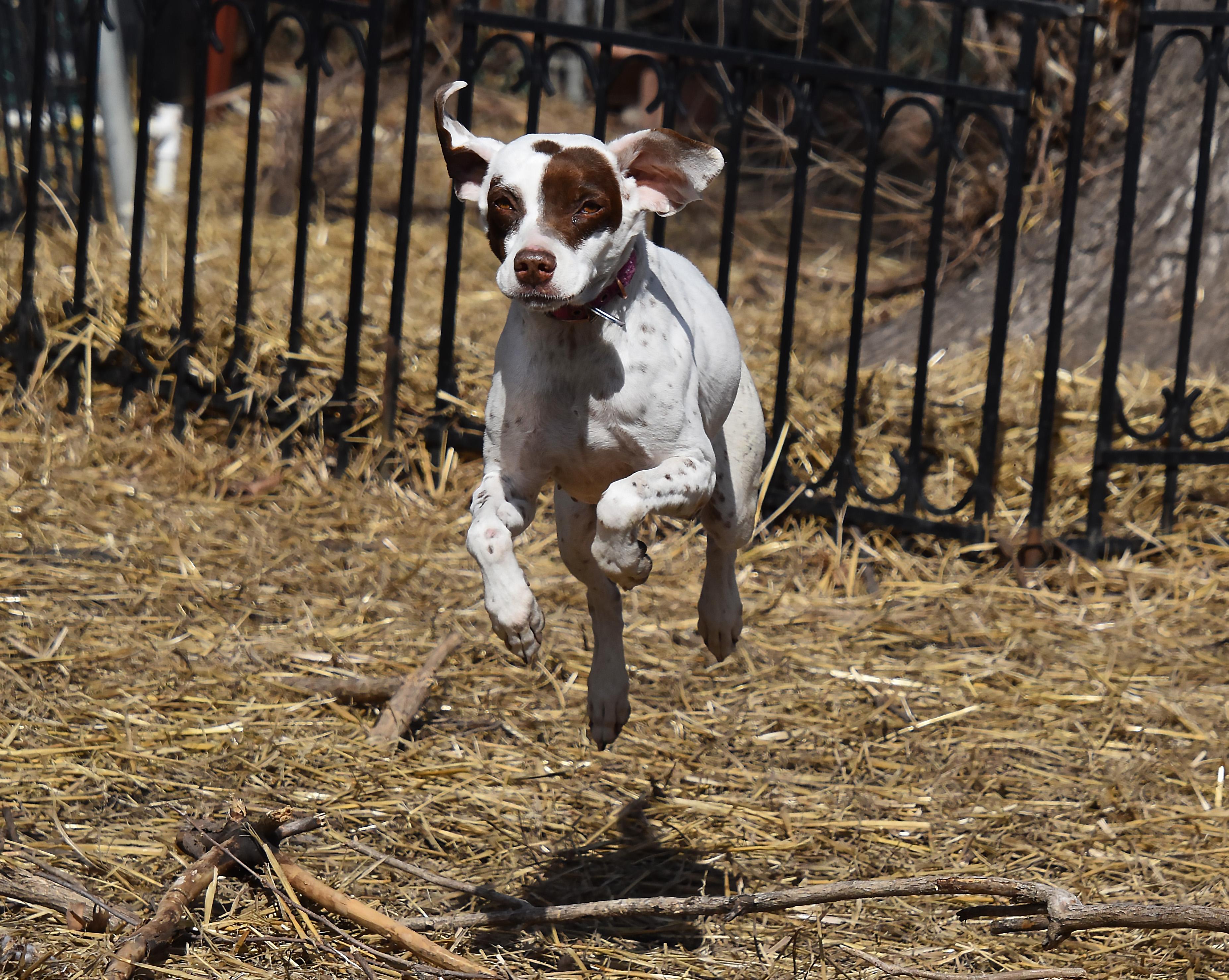 LuLu- Foster to Adopt