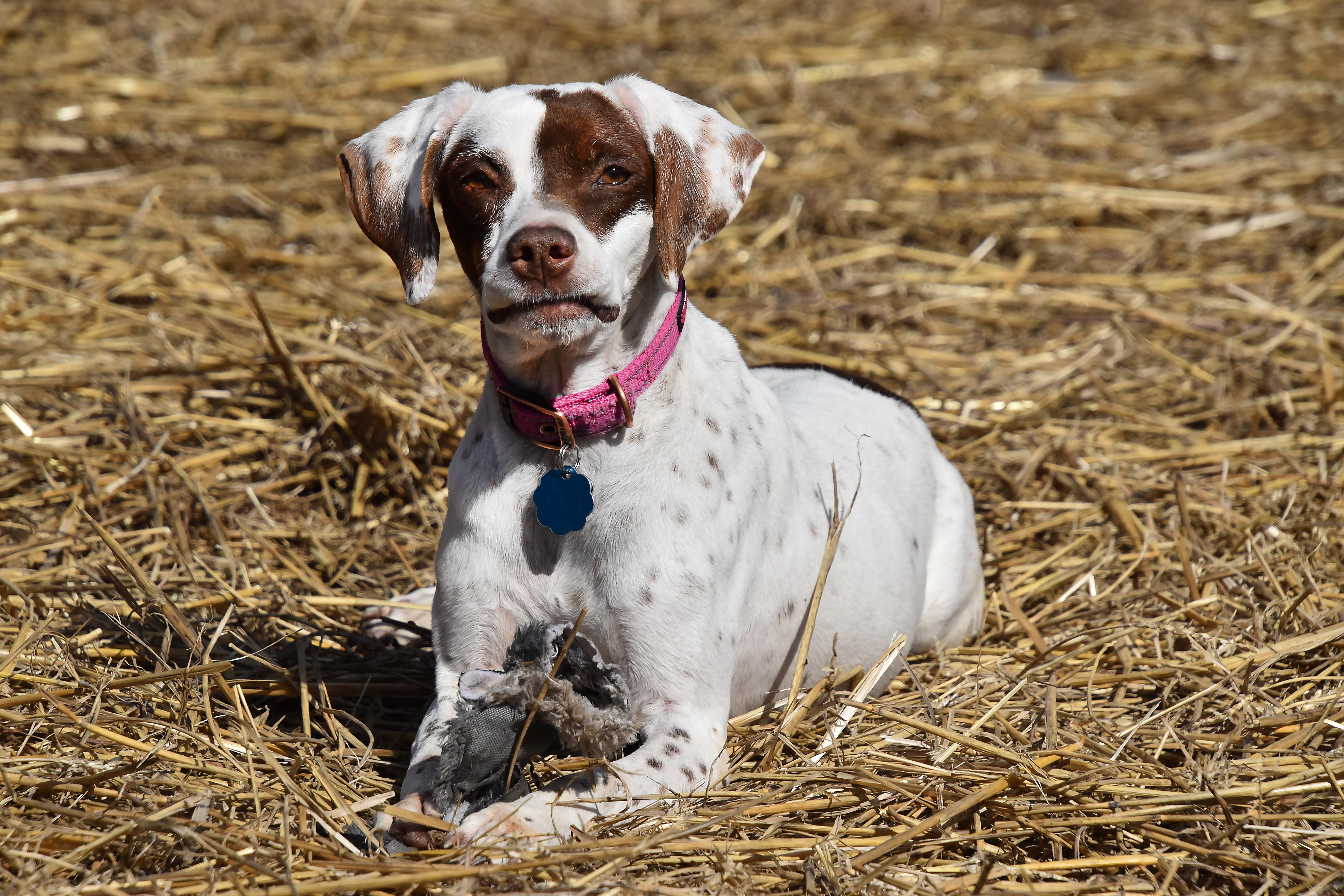 LuLu- Foster to Adopt