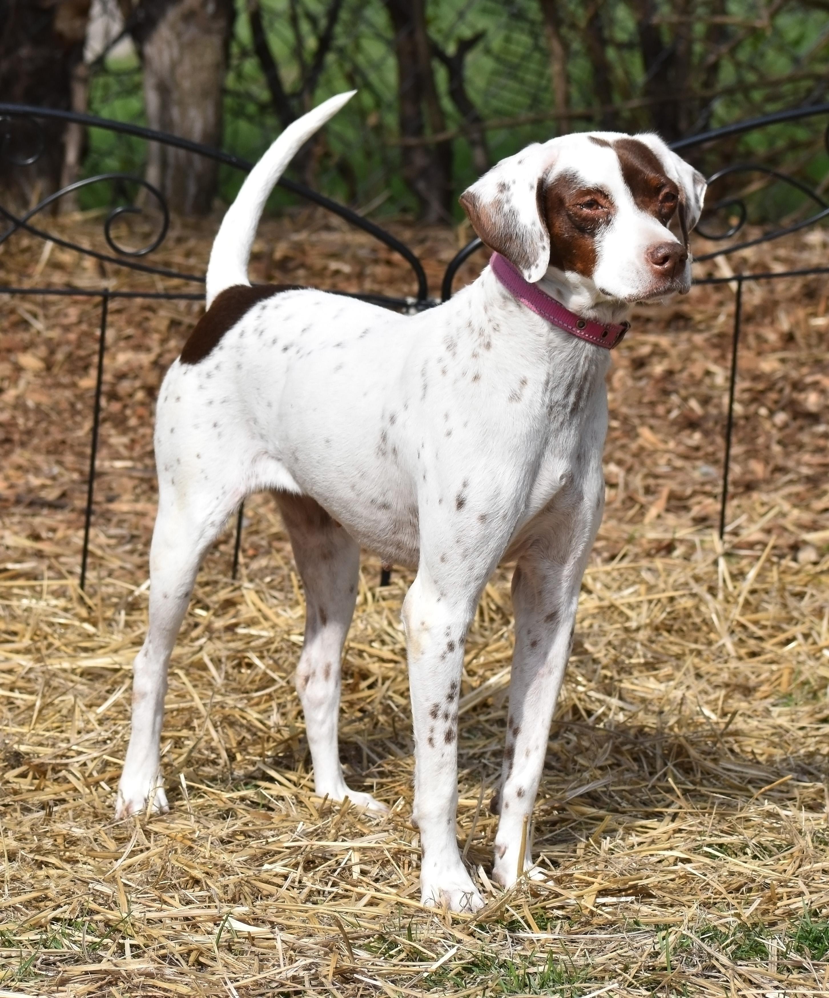 LuLu- Foster to Adopt