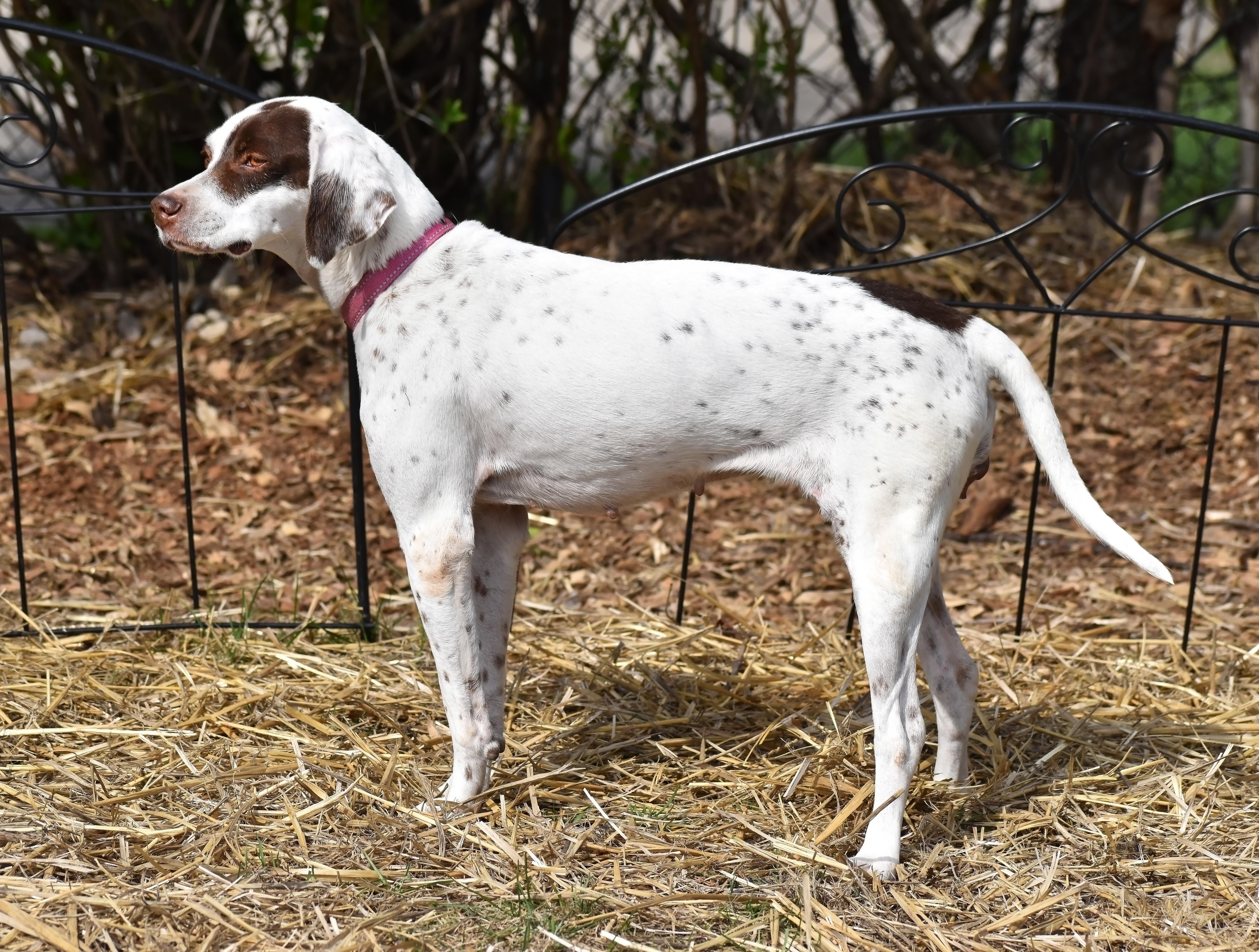 LuLu- Foster to Adopt