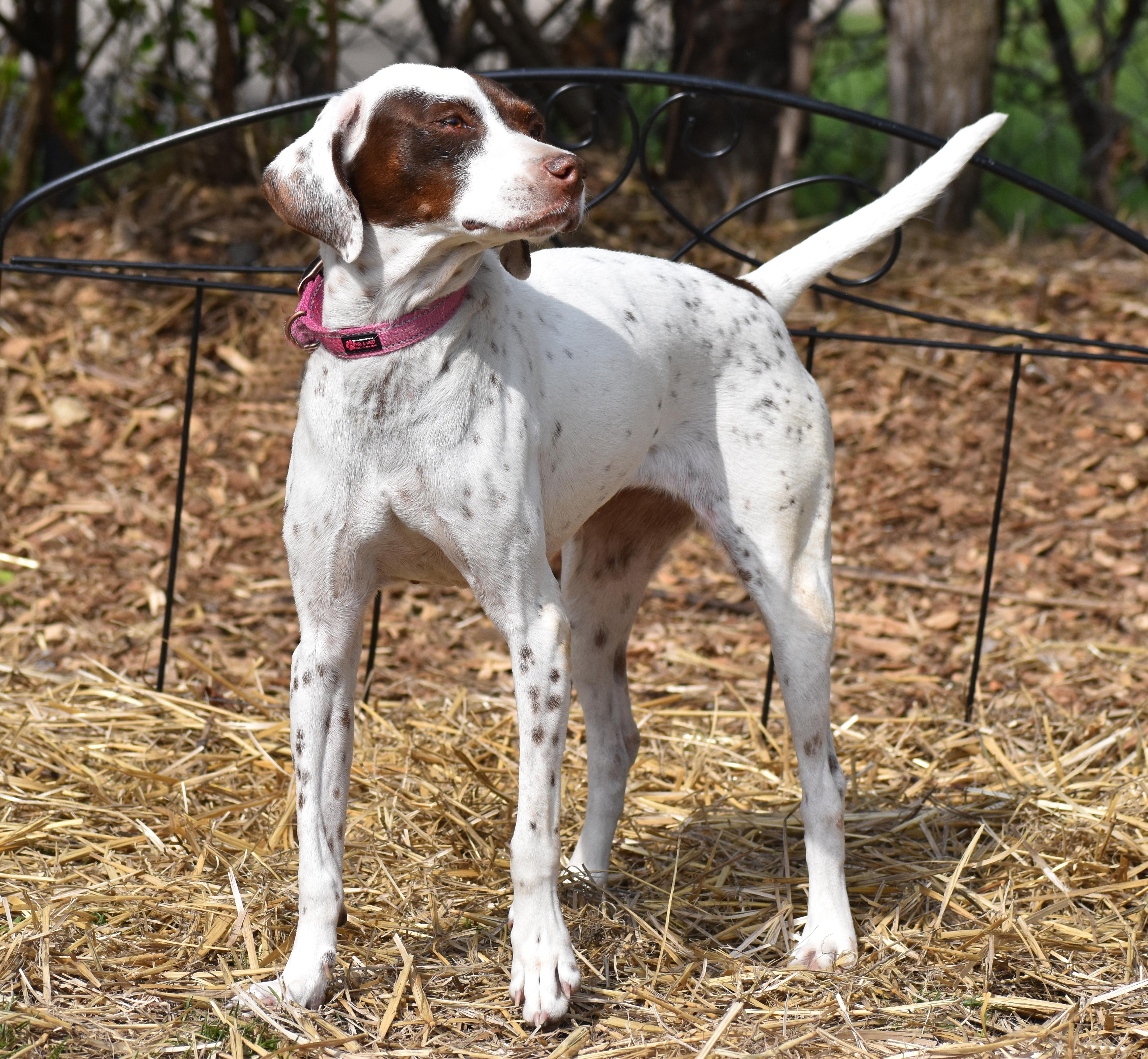 LuLu- Foster to Adopt