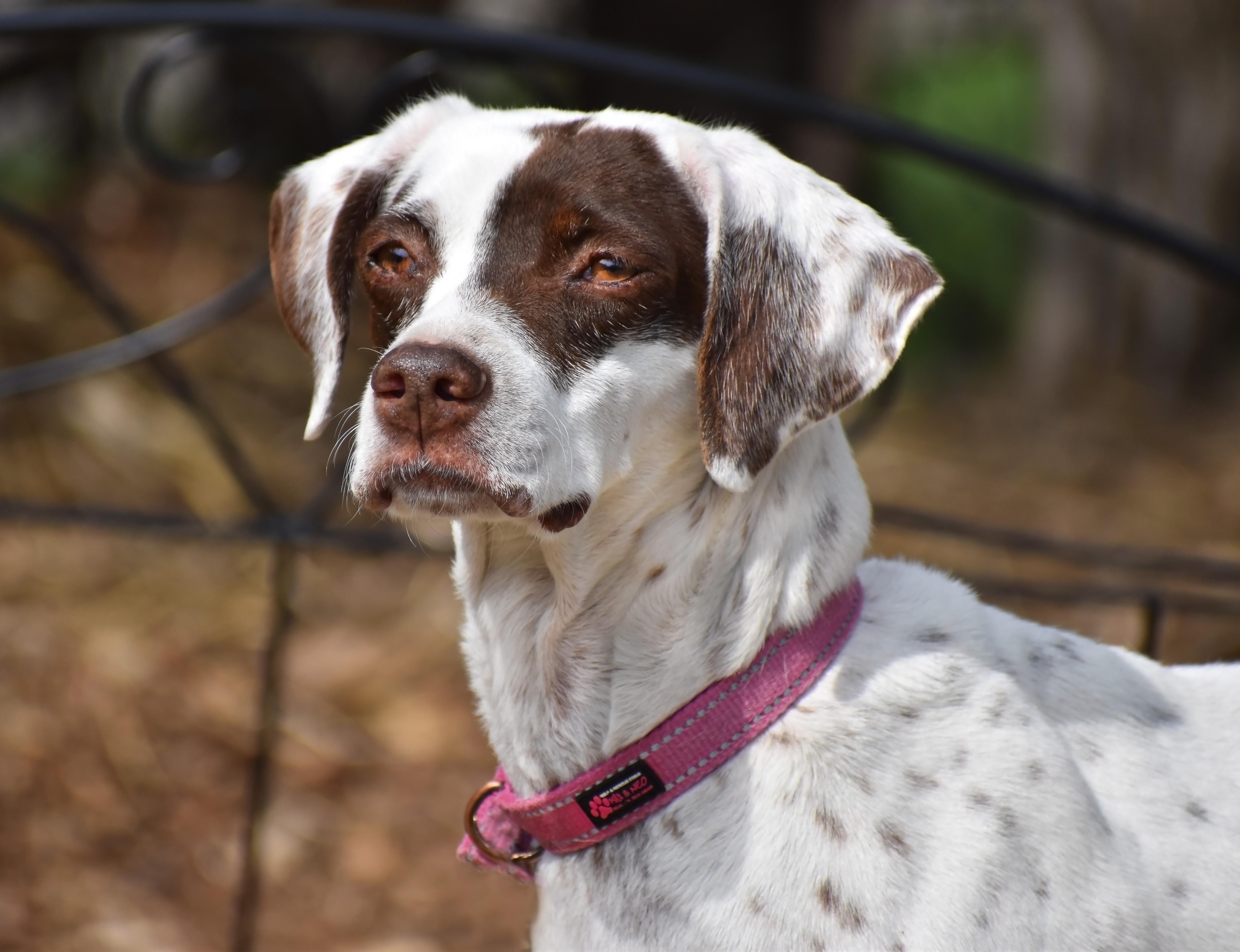 LuLu- Foster to Adopt, Adopted, Adult Female Pointer.