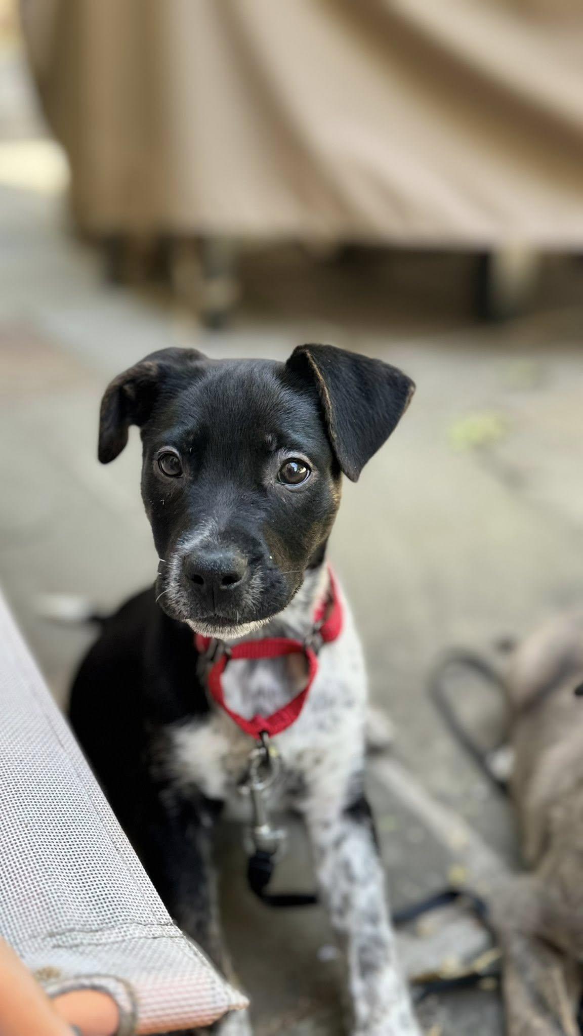 Enlarge Pepper, a ADOPTABLE mixed breed in Riverdale, NJ image 1/5