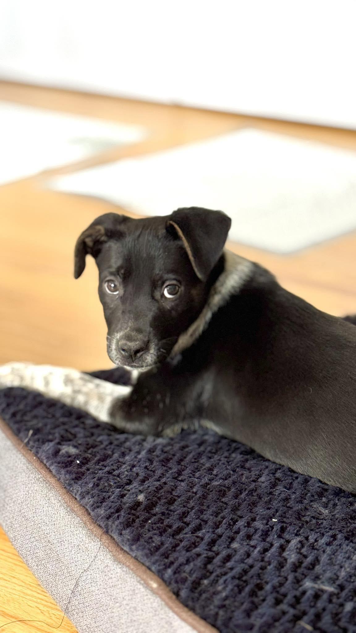 Enlarge Pepper, a ADOPTABLE mixed breed in Riverdale, NJ image 4/5