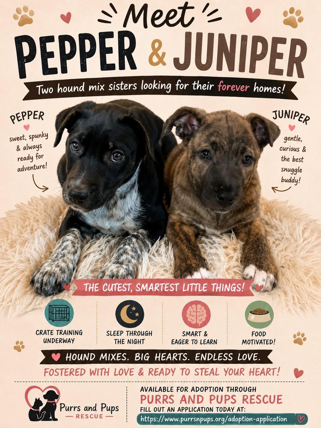 Enlarge Pepper, a ADOPTABLE mixed breed in Riverdale, NJ image 5/5
