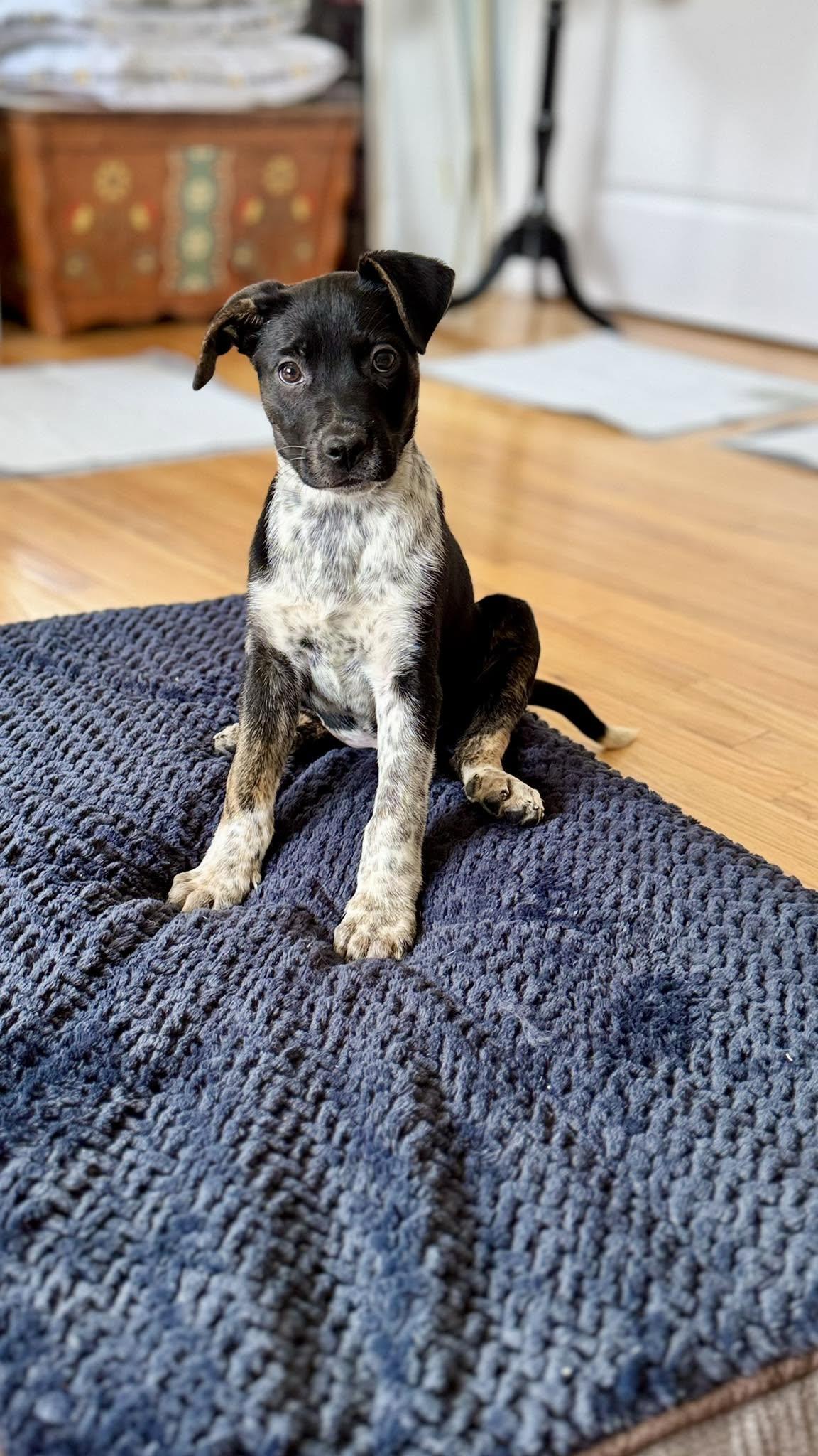 Enlarge Pepper, a ADOPTABLE mixed breed in Riverdale, NJ image 2/5