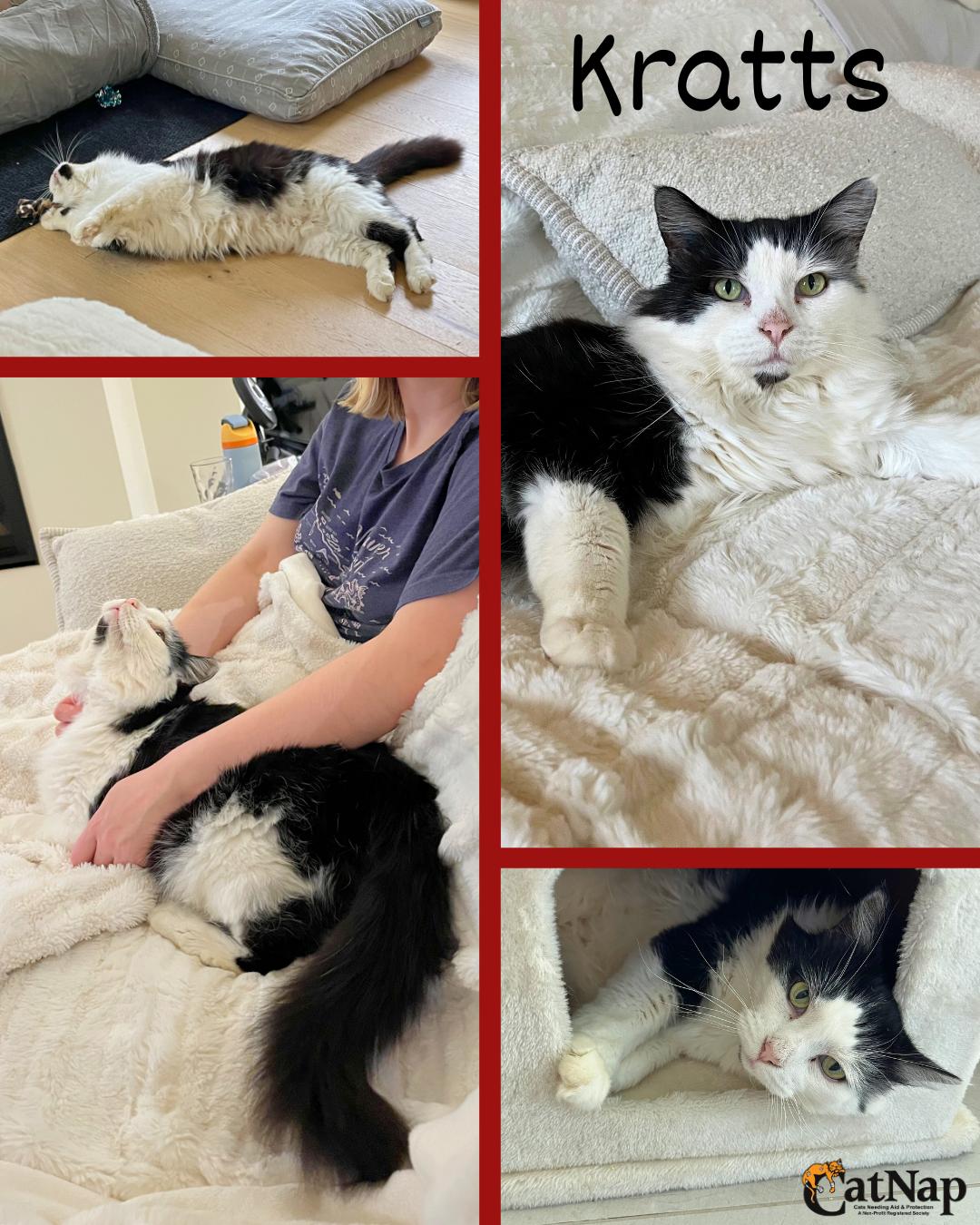 Kratts, ADOPTABLE, Senior Male Domestic Long Hair.