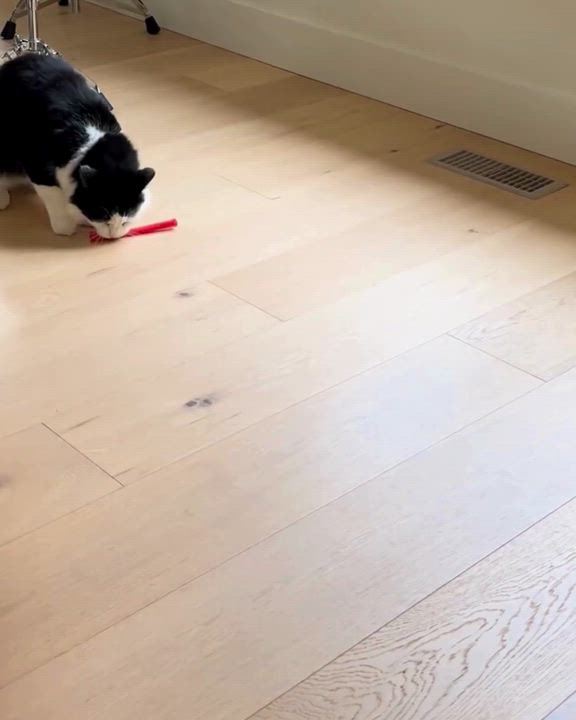 Enlarge Kratts, a ADOPTABLE Domestic Long Hair in Nanaimo, BC video 2/3