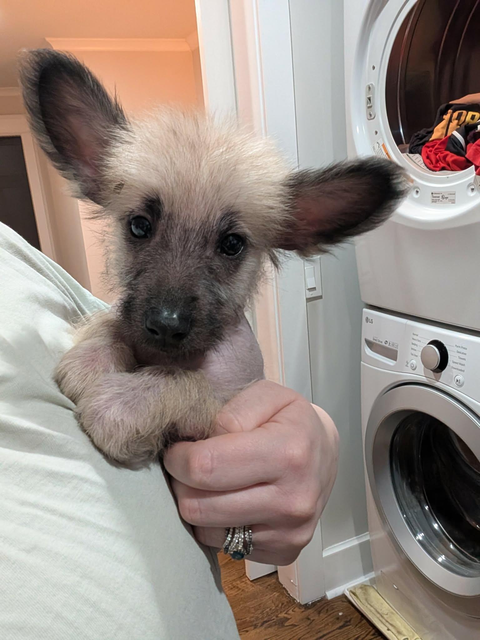 Enlarge Omelette, an adopted mixed breed in Atlanta, GA image 3/3