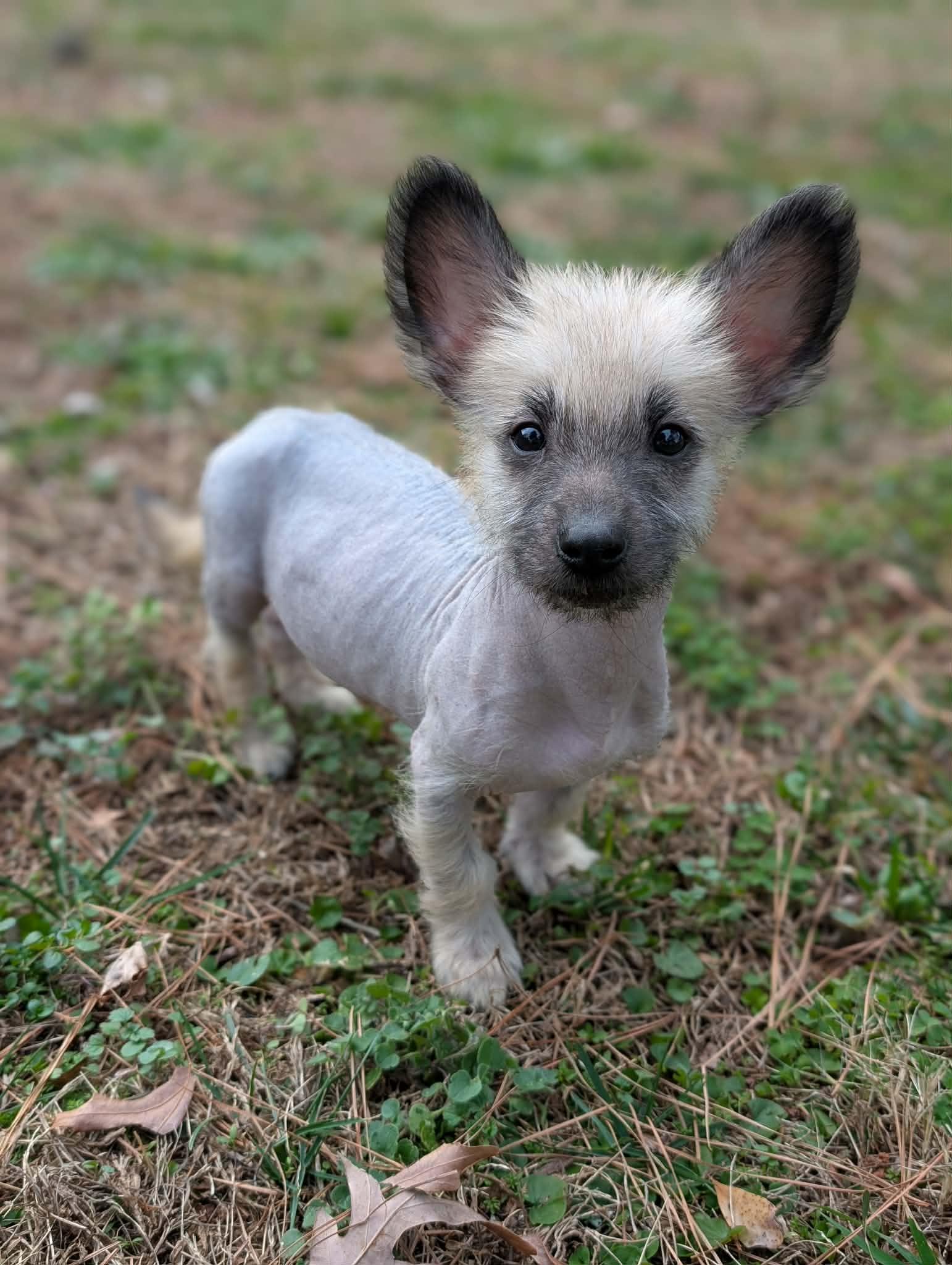Enlarge Omelette, an adopted mixed breed in Atlanta, GA image 1/3