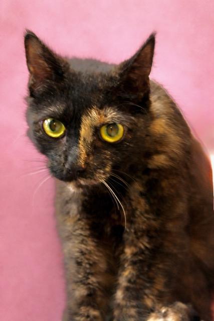 NINA. , a ADOPTABLE Tortoiseshell in Waldorf, MD image 1/3
