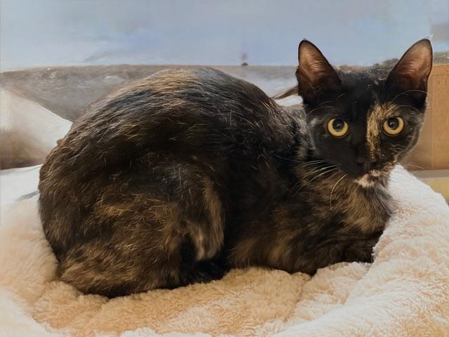 NINA. , a ADOPTABLE Tortoiseshell in Waldorf, MD image 3/3