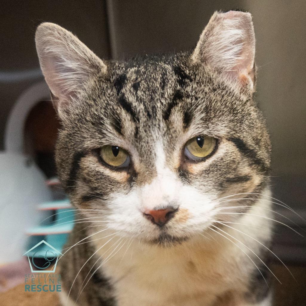 Enlarge Biscuits, a Adoptable mixed breed in Shoreline, WA image 1/6