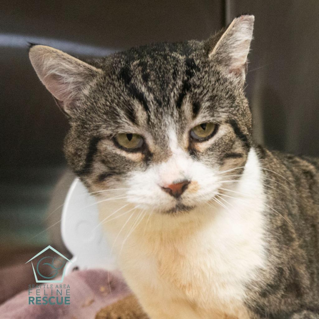 Enlarge Biscuits, a Adoptable mixed breed in Shoreline, WA image 2/6