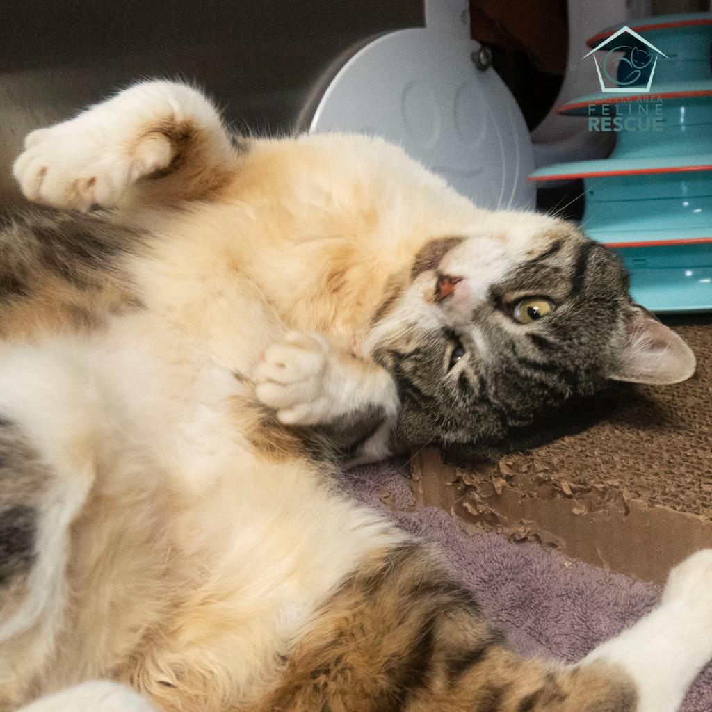 Enlarge Biscuits, a Adoptable mixed breed in Shoreline, WA image 3/6